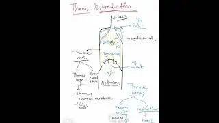 Thorax Introduction Anatomy MBBS 1st Year | Thorax Anatomy Lecture | Thorax virendocs& BDC Explained