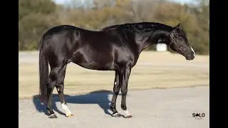 Coated Black