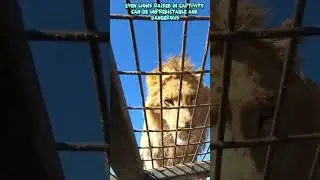 Are Lions Friendly to Humans? 🦁 Understanding Lion Behavior with People