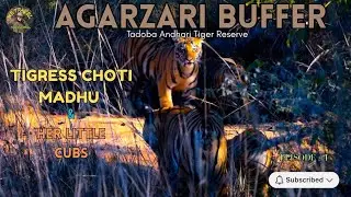SUPER TIGER SIGHTING &uarr; CHOTI MADHU & HER 3 Little CUBS &uarr; AGARZARI BUFFER &uarr; Ep #4 &uarr; TATR &uarr;