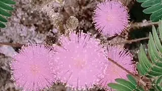 Most beautiful flowers. Home gardening. #flowers #gardeningtips #viralvideo 