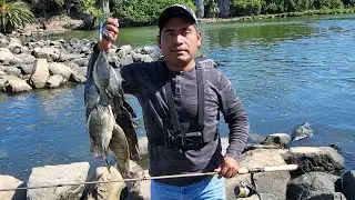 pesca de tilapias con lombris de tierra/ en el rio San Gabriel River 🎣