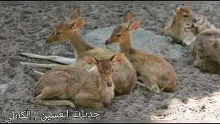كابلي . جديات العسين.  ياخالق الوجود.