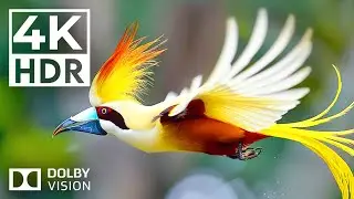 ANIMALS 4K HDR &ndash; Dolby Vision & 120FPS for Stunning Clarity