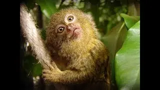 Pygmy Marmoset - Funny Little Monkey