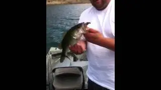 Team minda lure