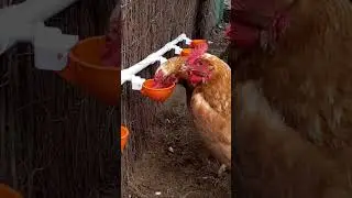 How to Make DIY Chicken Watering System on Pipe - Lil'Clucker Large Automatic Poultry Waterer Cups