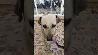 Seguimos en la lucha 🎄🐶🎄🐶🧑‍🦽🧑‍🦽🧑‍🦽🧑‍🦽