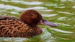 Cinnamon Teal &middot; Cerceta Canela | Humedal Pantanos De La Villa