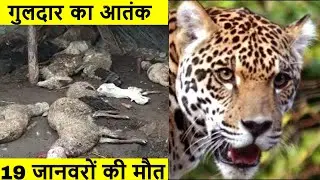 Guldar Attack | गुलदार का आतंक, Guldar Caused Uproar, 19 Dead, Eight Injured | Saharanpur News