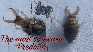 Antlion: The most voracious predator | A short macro mobile documentary film on doodlebug #macro
