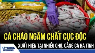 Phát hiện cá cháo có dư lượng chất độc tại nhiều chợ, cảng cá ở Hà Tĩnh | BXD