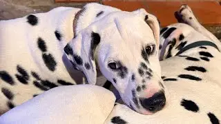 Ленивая воскресная прогулка со щенками