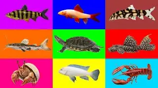 Fish: Hermit Crabs, Catfish, Turtle, Cihclid, Leporinus Fish, Lobster, Pleco Fish, Loach, Sharks