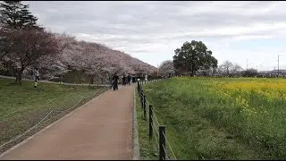 Cherry Blossom 2022