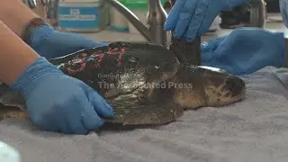Kemp&rsquo;s Ridley sea turtles find refuge in Florida after Cape Cod rescue