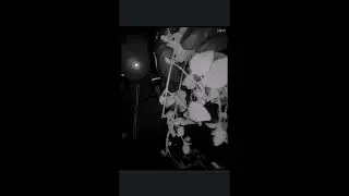 Seeking Information: Nancy Guthrie Video Footage - 02