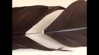 How To Imp (Repair) A Feather - Falconry