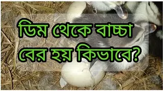 Egg hatching live. #egg #hatching #farming #farmlife #farmer #birds #smallbusiness #profit 