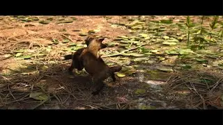 Assassin's Creed Shadows Naoe's Art Baby Red Foxes Playing