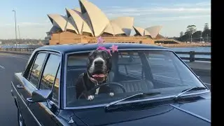 ​Is Uber Worth It in Sydney? Let's Find Out! (Live Ride-Share Adventure)