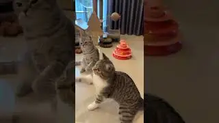 Одиночки😂🥰 #вирусное #милый #кот