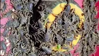 Death stalker scorpion farm | leiurus quinquestriatus| scorpion poison farming