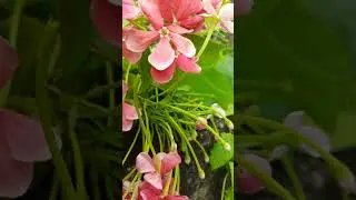 A Bright and Beautiful Day  #music #flowers #happy #nature #garden #ytshorts #mood #pink