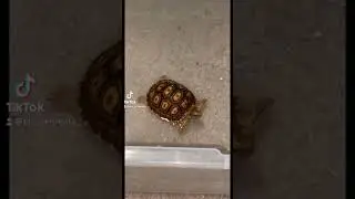Soaking Sulcatas!