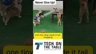 lil puppy never gave up @shorts