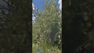 лёгкий старт в расте #rust #раст #выживание #медведь #shorts #shortvideo #rustpvp #tiktok