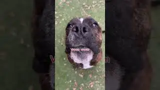 V12 is back #wee #cat #dog #animal #memes #pets #fyp #funny #viral #fouryou