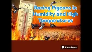 Managing Pigeon Lofts in High Heat  Ventilation, Rest, and Selective Training Strategies
