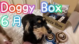 【ドギーボックス６月Box】おもちゃを奪い合う犬達【ミニチュアダックスフンド/チワックス】