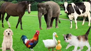 Beautiful Farm Animals: Cat, Cow, Dog, Sheep, Chicken, Horse, Duck, Pig-Animal Moments