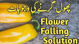 Green chilli flower dropping issue | Mirch producing more flower 0 Fruit | Why Reason