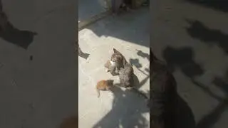 #kediseverler #kedi #yavruhayvanlar#memes #cat #cute #funny