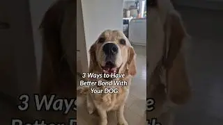 How to Create an Unbreakable Bond with Your Dog in 3 Simple Steps - #goldenretriever #dog