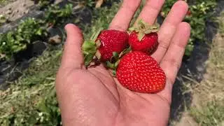 Strawberry and Blueberry Picking at Surrey Farms