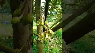 Musangking durian flower in Vietnam #ilovenature #flower #amazing #durian #musangking