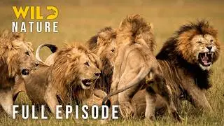 SAVANNA COALITION: The Price of Survival (Full Episode) | Nature animal documentary