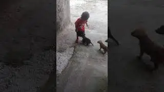 KAKA HARZA DI KEJAR ANJING