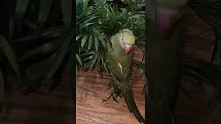 Parlor Palm plus Indian Ringneck #houseplants #indianringneck #parrot #plantshop #nature #birdlovers