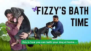 Bath your dog at home | Dog bath time | Dog grooming at home | #dog #dogbath #dogbathtime #video #yt
