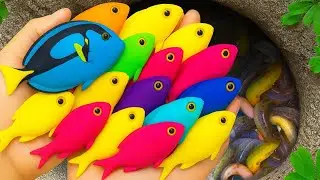 Catch Beautiful Freshwater Aquarium Fish in Flood Fields After Storm, Crayfish, Puffer Fish, Turtles