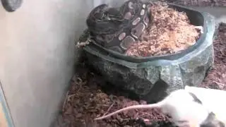 K&ouml;nigspython vs. Ratte