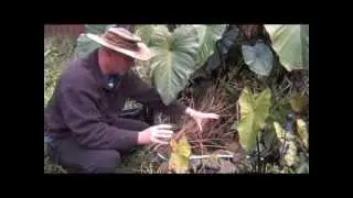 Harvesting Water Chestnuts