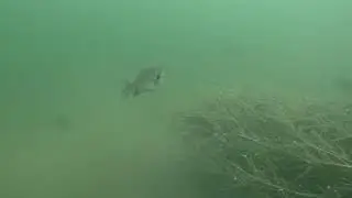 Lake Auman Fish Structure 4 6/23/2024