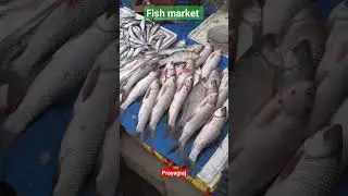 fish market 😄#prayagraj #allahabad