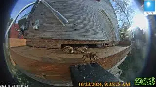 Two hours of Camera on a Honey Bee Hive